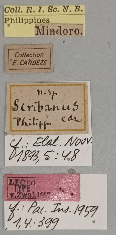 Melanotus scribanus M Lt Labels.jpg