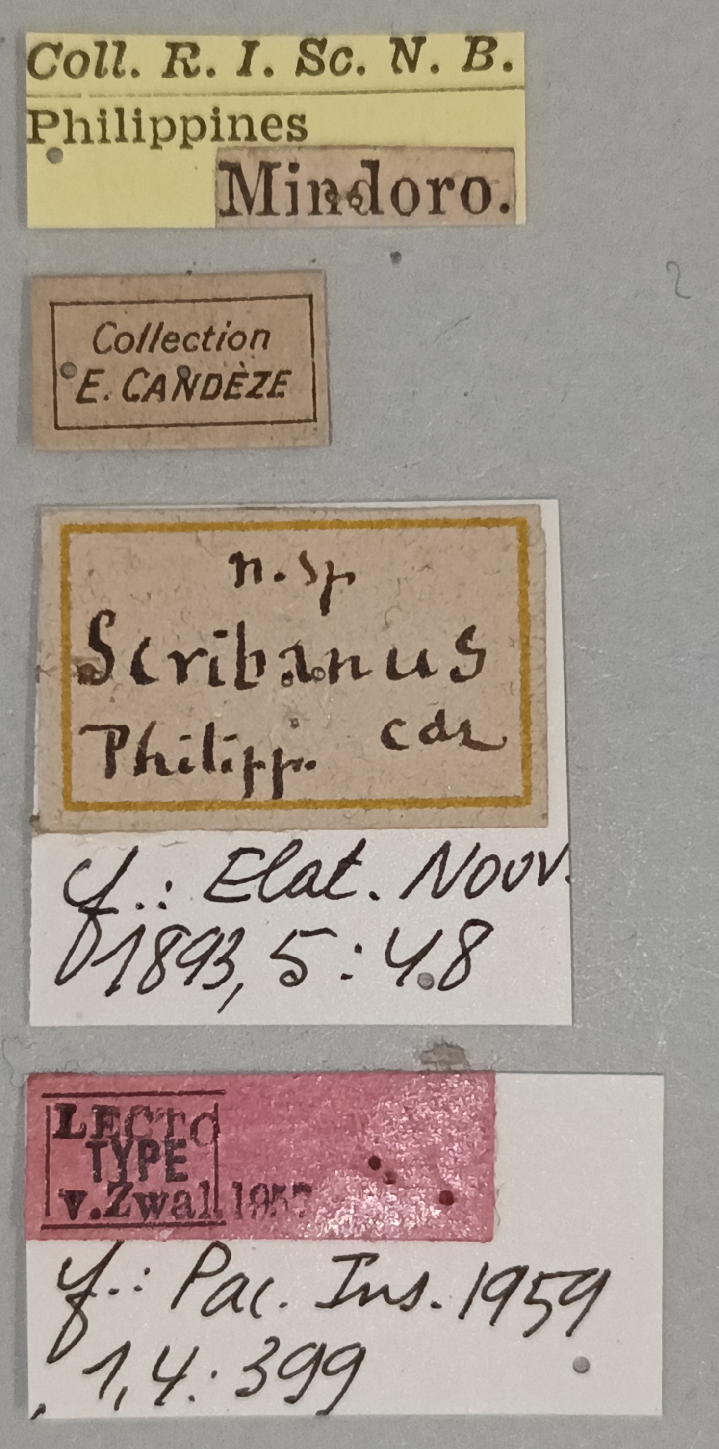 Melanotus scribanus M Lt Labels.jpg
