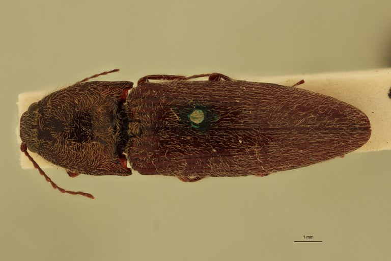 Melanotus sequens F Ht D.jpg