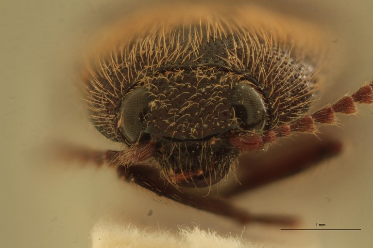 Melanotus sequens F Ht F.jpg