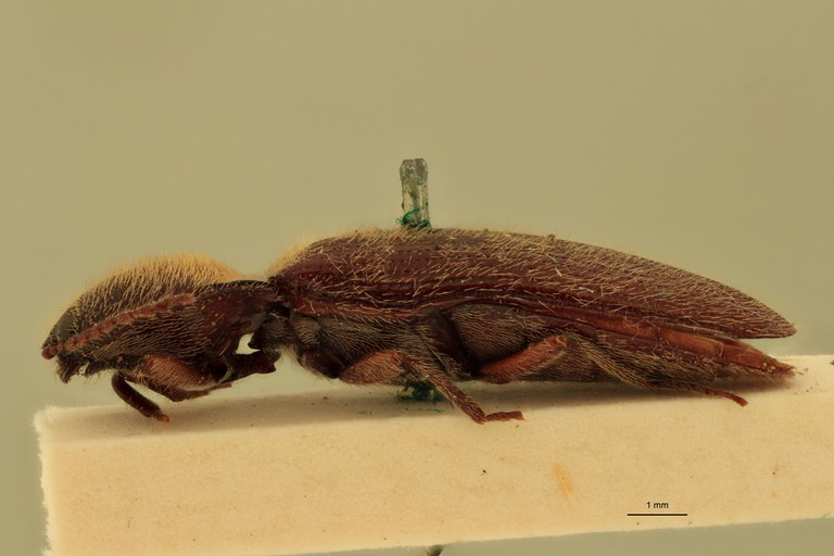 Melanotus sequens F Ht L.jpg