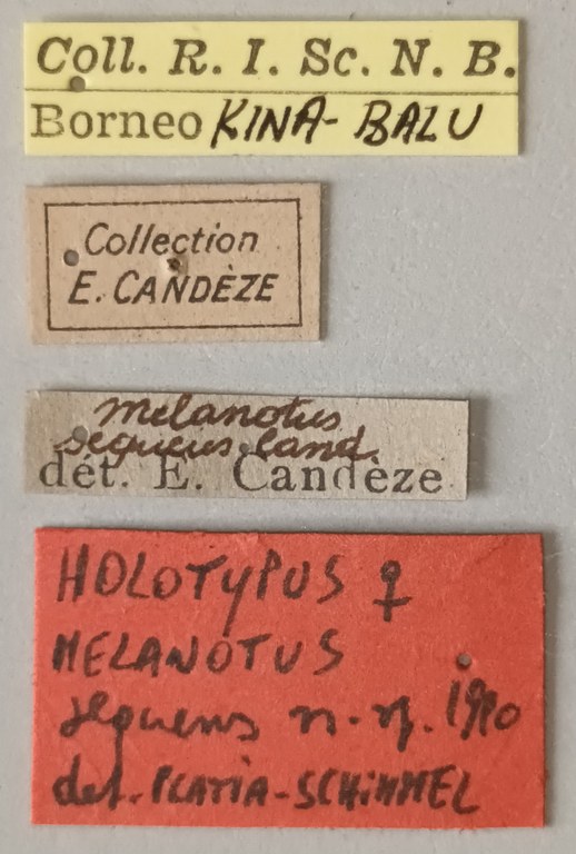 Melanotus sequens F Ht Labels.jpg