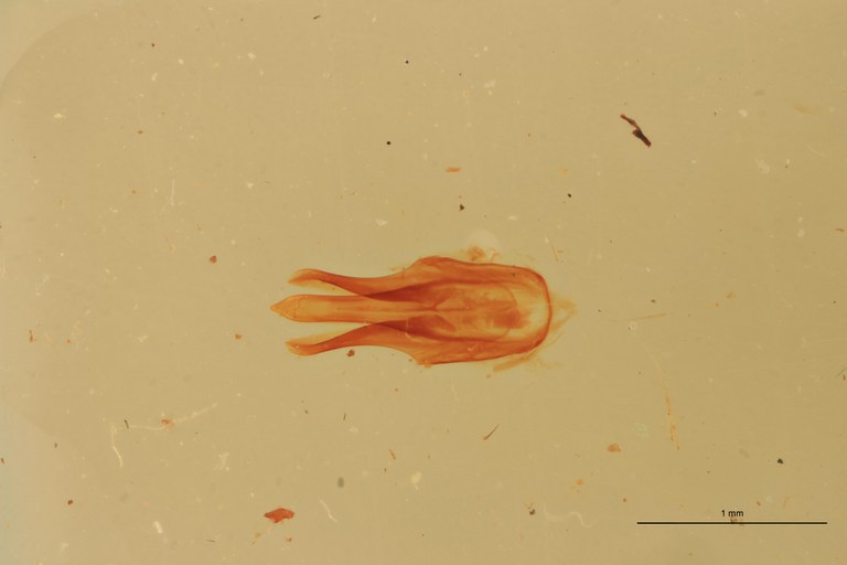 Melanotus sequens M T Aedeagus.jpg