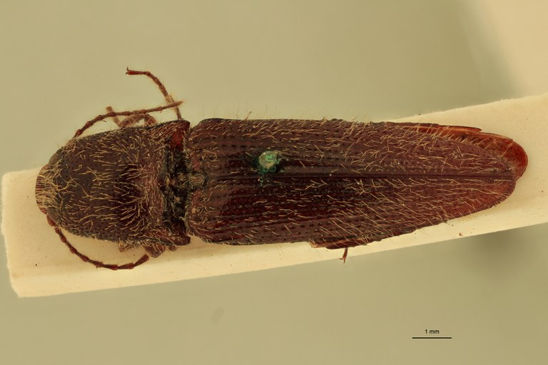 Melanotus sequens M T D.jpg