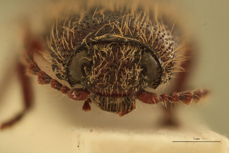 Melanotus sequens M T F.jpg