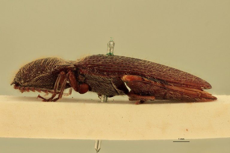 Melanotus sequens M T L.jpg