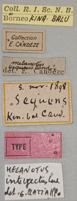Melanotus sequens M T Labels.jpg