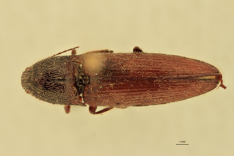 Melanotus spenceri F Pt D.jpg