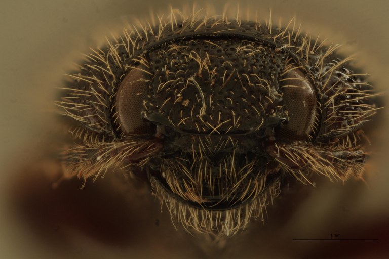 Melanotus spenceri F Pt F.jpg