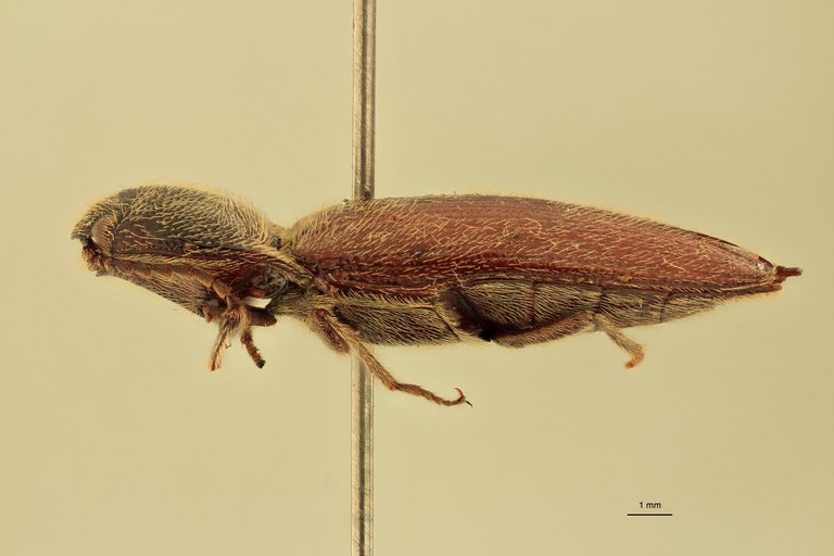 Melanotus spenceri F Pt L.jpg