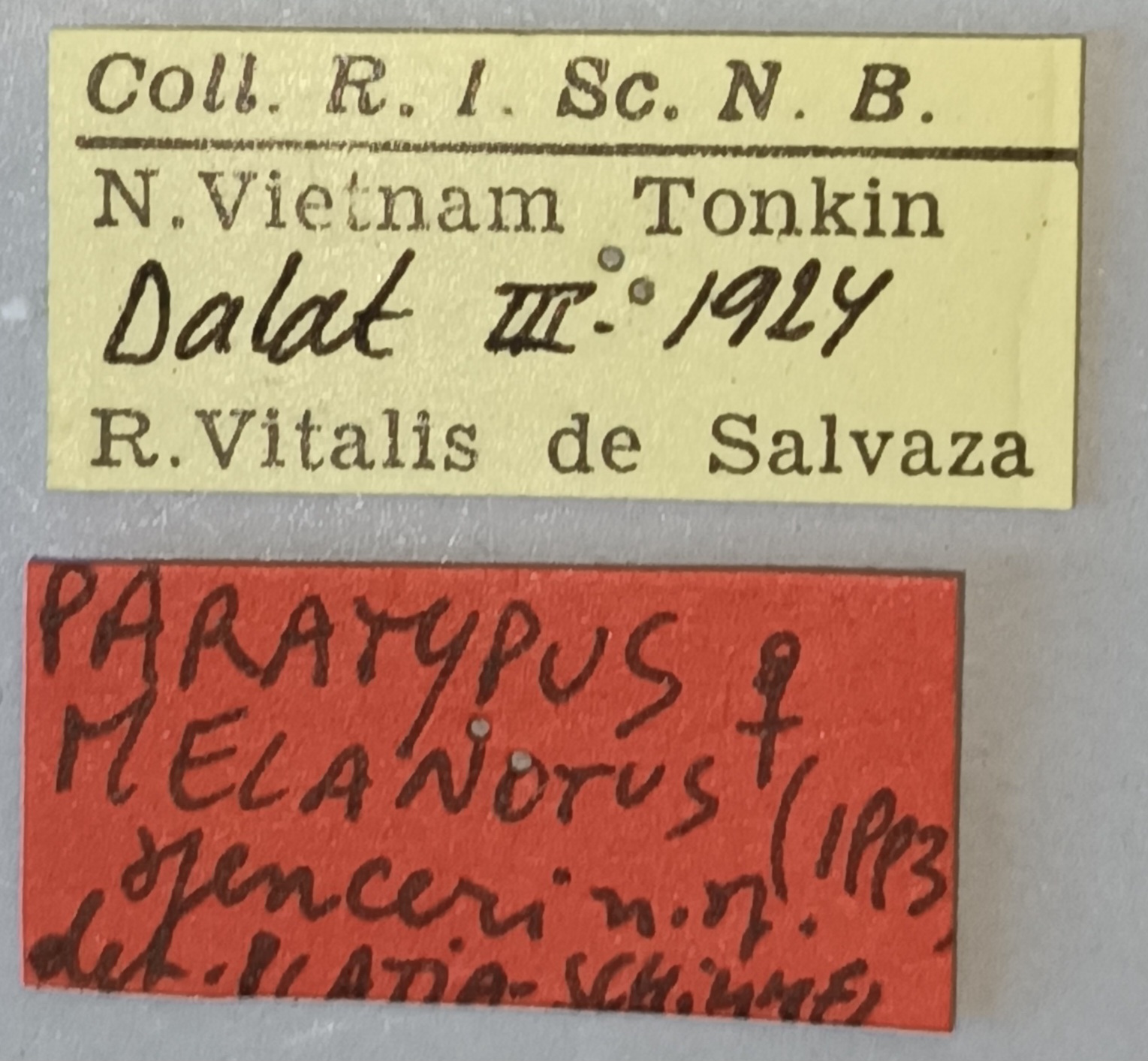 Melanotus spenceri F Pt Labels.jpg