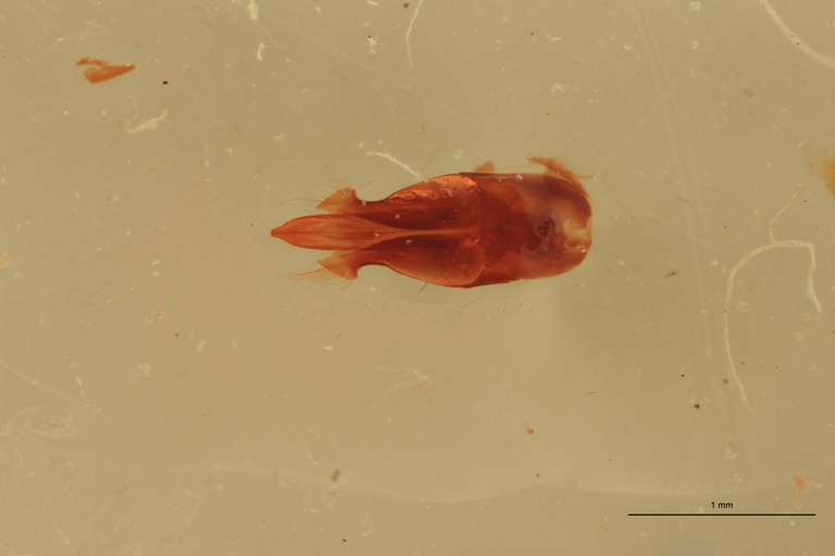 Melanotus spenceri M Pt Aedeagus.jpg