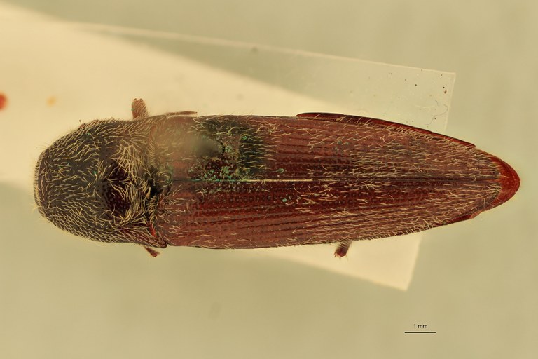 Melanotus spenceri M Pt D.jpg