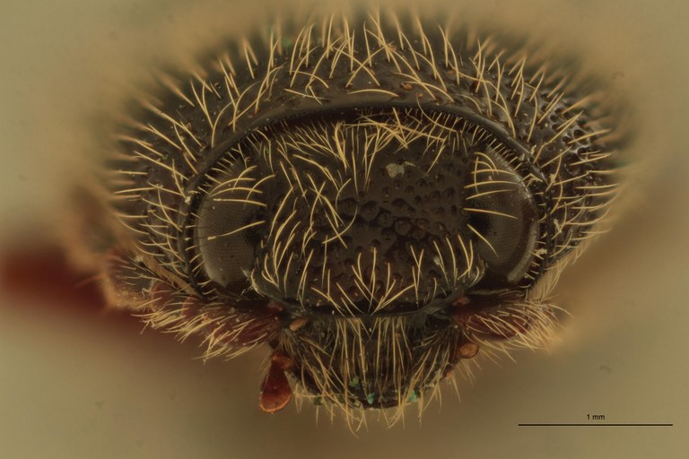 Melanotus spenceri M Pt F.jpg