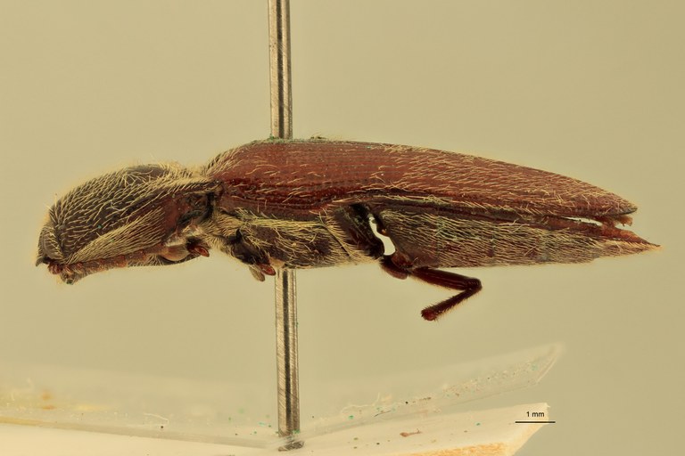 Melanotus spenceri M Pt L.jpg