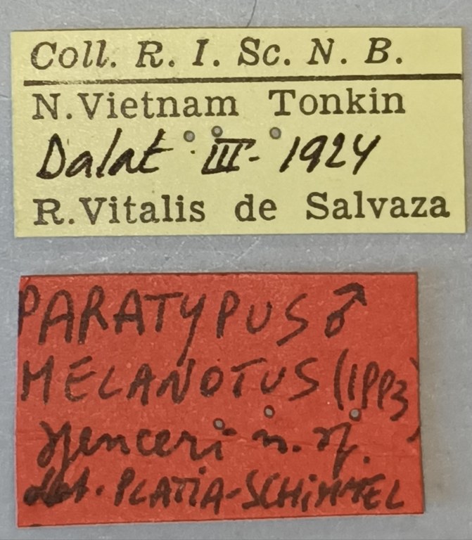 Melanotus spenceri M Pt Labels.jpg