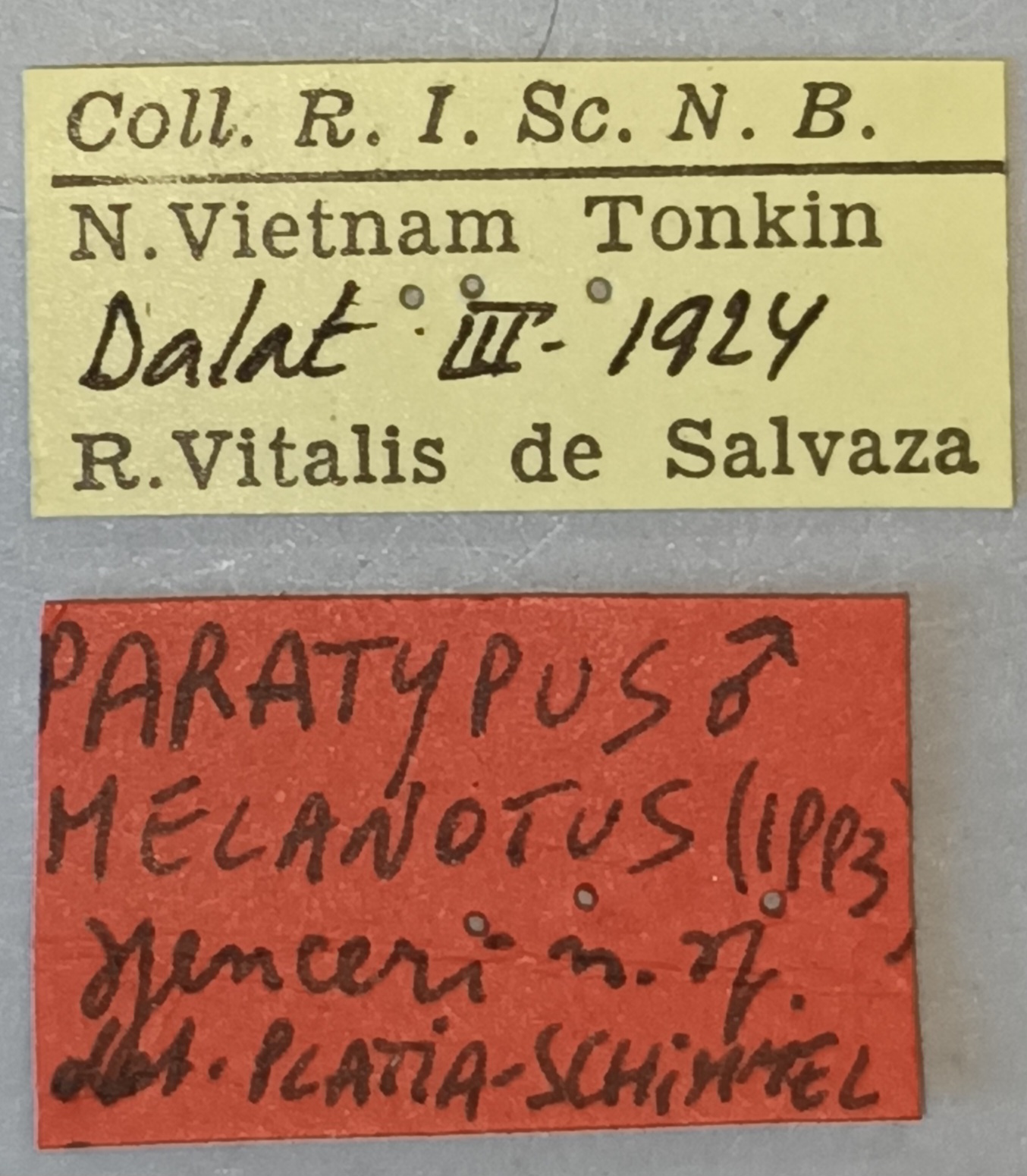 Melanotus spenceri M Pt Labels.jpg