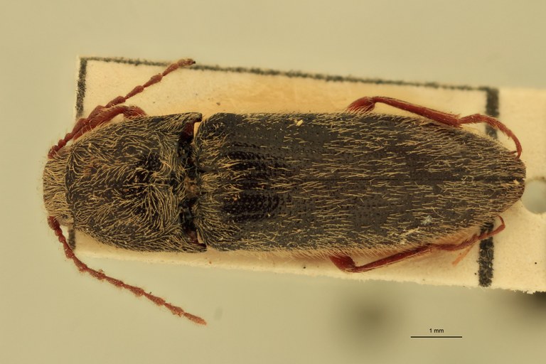 Melanotus tibetanus M Pt D.jpg