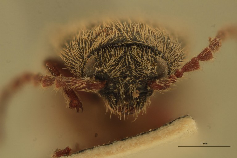 Melanotus tibetanus M Pt F.jpg