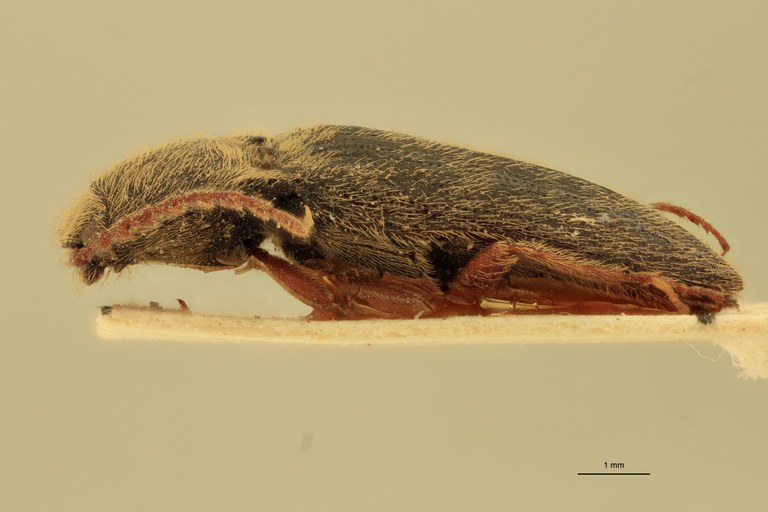 Melanotus tibetanus M Pt L.jpg