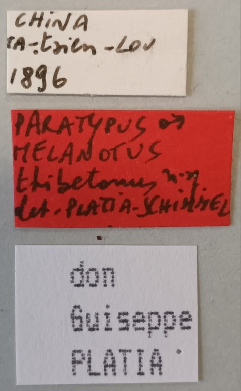 Melanotus tibetanus M Pt Labels.jpg