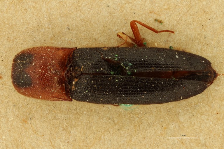 Melanoxanthus anticus T D.jpg Melanoxanthus anticus T D.jpg