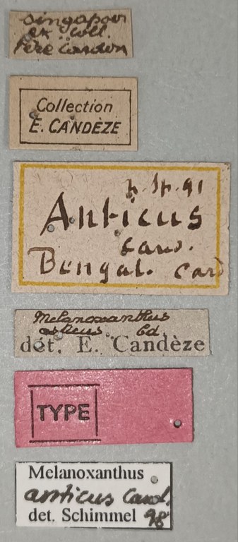 Melanoxanthus anticus T Labels.jpg Melanoxanthus anticus T Labels.jpg