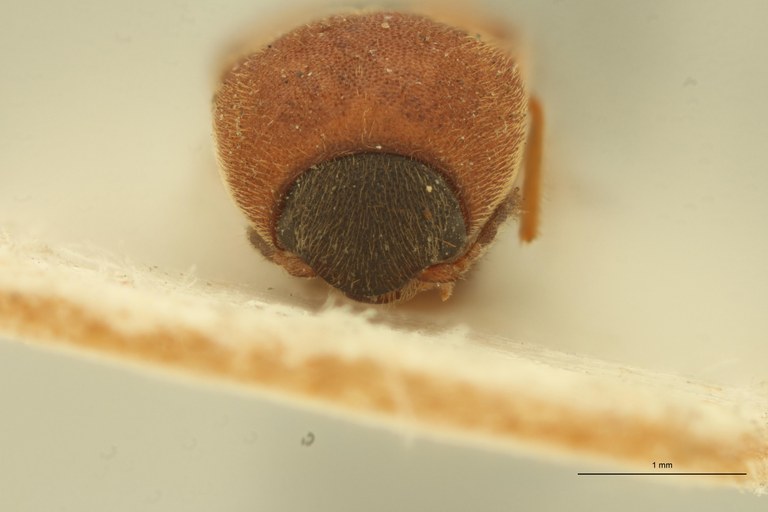 Melanoxanthus approximatus St F.jpg Melanoxanthus approximatus St F.jpg