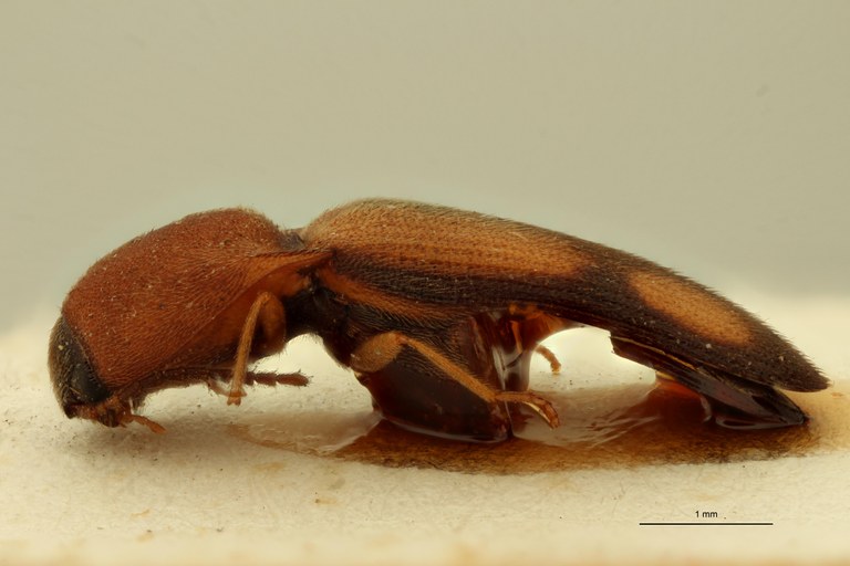 Melanoxanthus approximatus St L.jpg Melanoxanthus approximatus St L.jpg