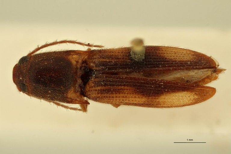 Melanoxanthus ardjoenicus M Lt D.jpg Melanoxanthus ardjoenicus M Lt D.jpg