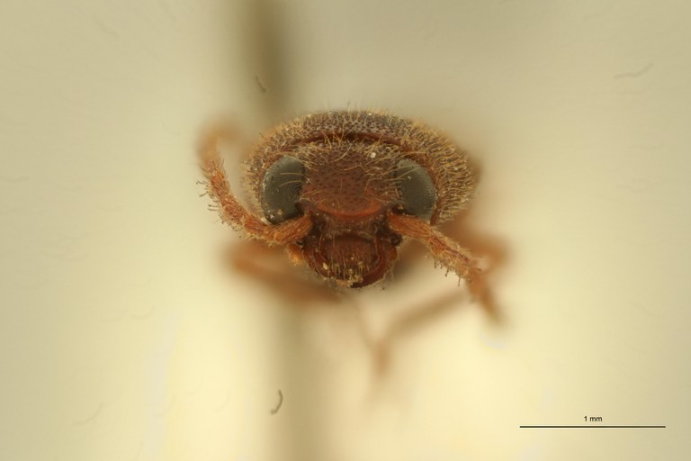 Melanoxanthus ardjoenicus M Lt F.jpg Melanoxanthus ardjoenicus M Lt F.jpg