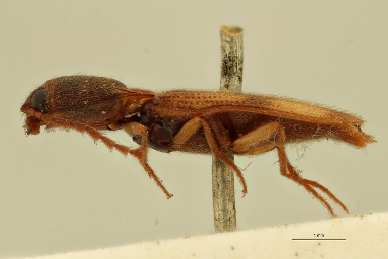 Melanoxanthus ardjoenicus M Lt L.jpg Melanoxanthus ardjoenicus M Lt L.jpg