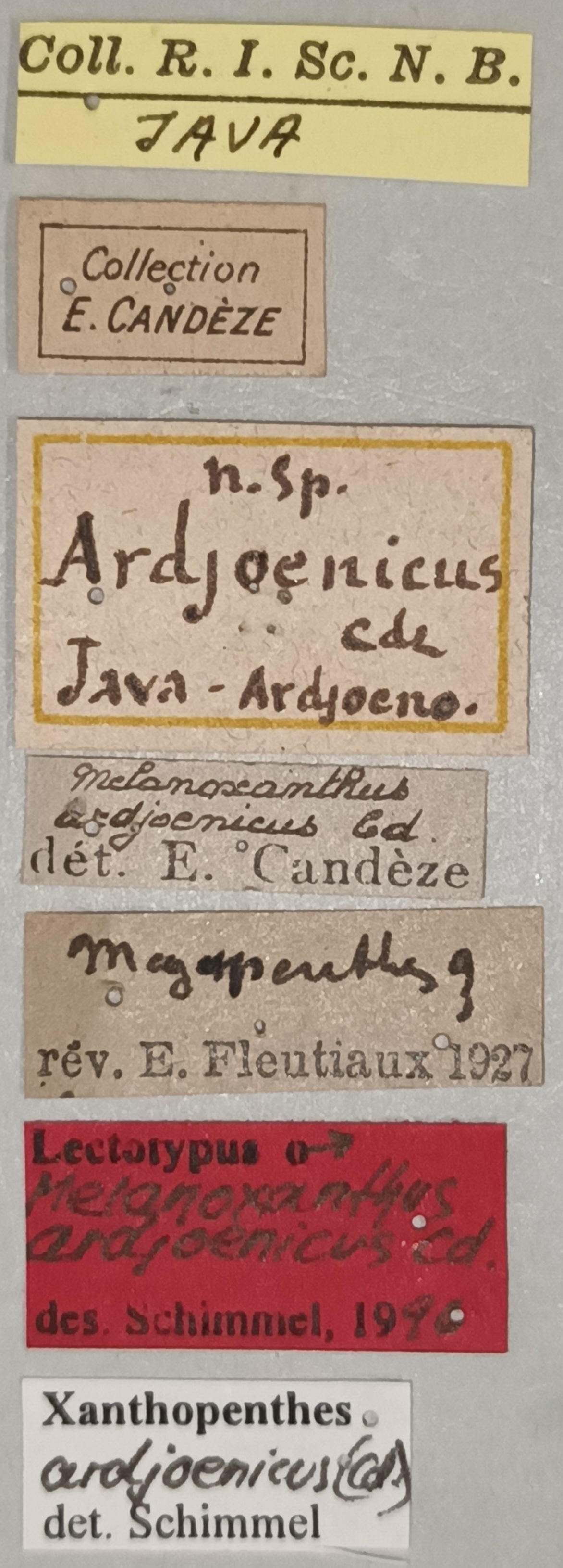 Melanoxanthus ardjoenicus M Lt Labels.jpg