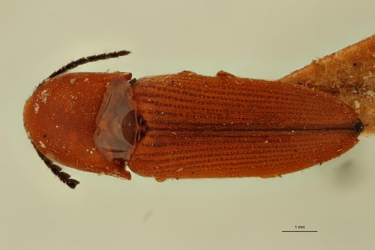 Melanoxanthus aurantiacus T D.jpg Melanoxanthus aurantiacus T D.jpg