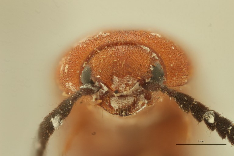 Melanoxanthus aurantiacus T F.jpg Melanoxanthus aurantiacus T F.jpg