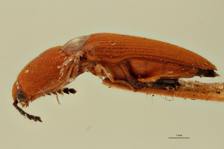 Melanoxanthus aurantiacus T L.jpg Melanoxanthus aurantiacus T L.jpg