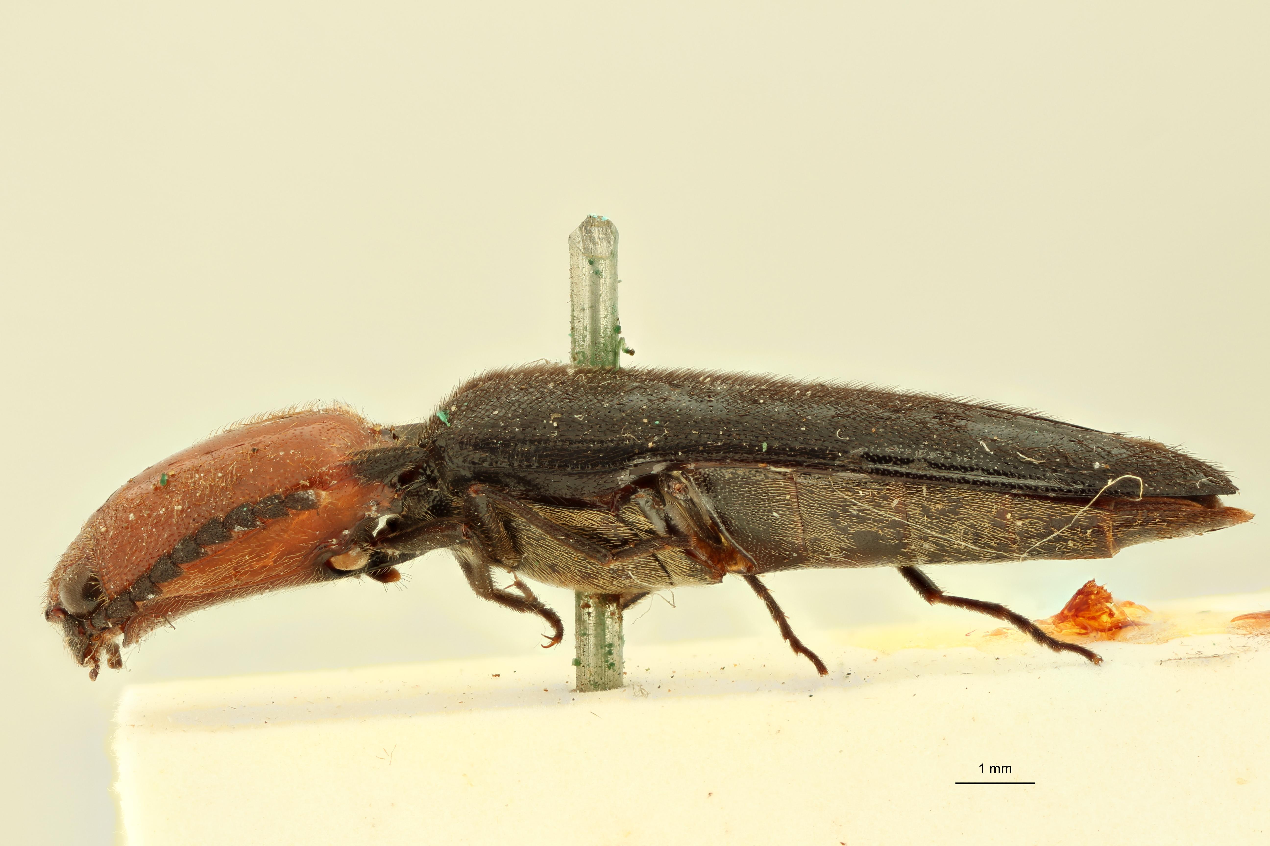 Melanoxanthus bipartitus M Ht L.jpg
