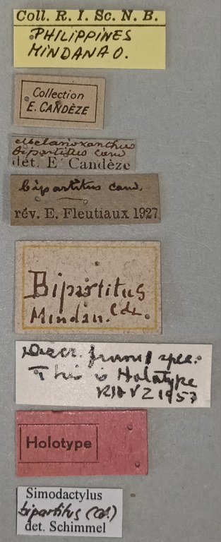 Melanoxanthus bipartitus M Ht Labels.jpg Melanoxanthus bipartitus M Ht Labels.jpg