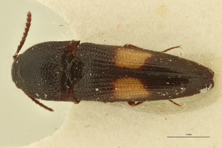 Melanoxanthus bistellatus F Lt D.jpg Melanoxanthus bistellatus F Lt D.jpg