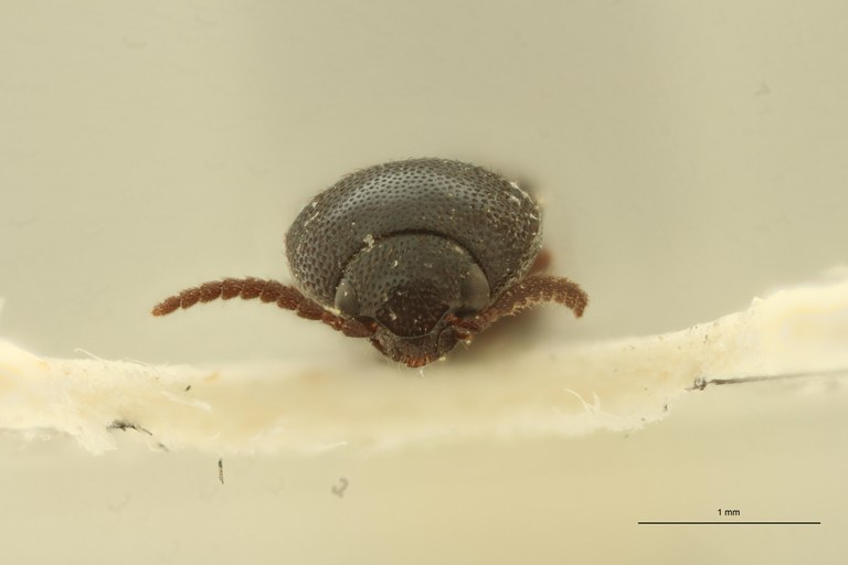 Melanoxanthus bistellatus F Lt F.jpg Melanoxanthus bistellatus F Lt F.jpg