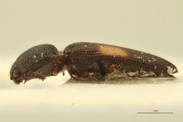 Melanoxanthus bistellatus F Lt L.jpg Melanoxanthus bistellatus F Lt L.jpg