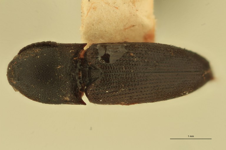 Melanoxanthus carbunculus T D.jpg Melanoxanthus carbunculus T D.jpg