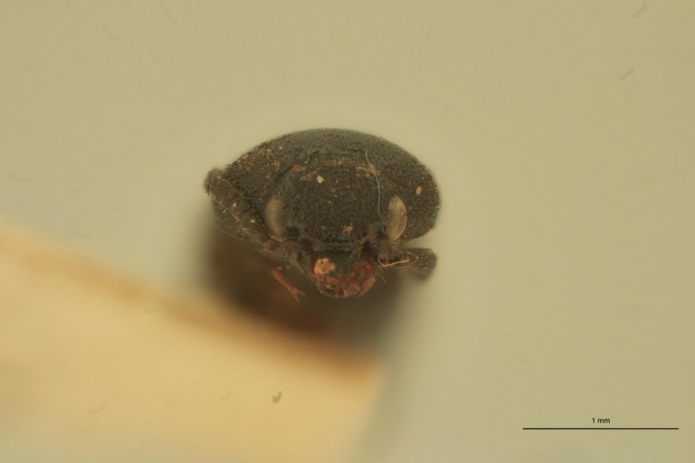 Melanoxanthus carbunculus T F.jpg Melanoxanthus carbunculus T F.jpg