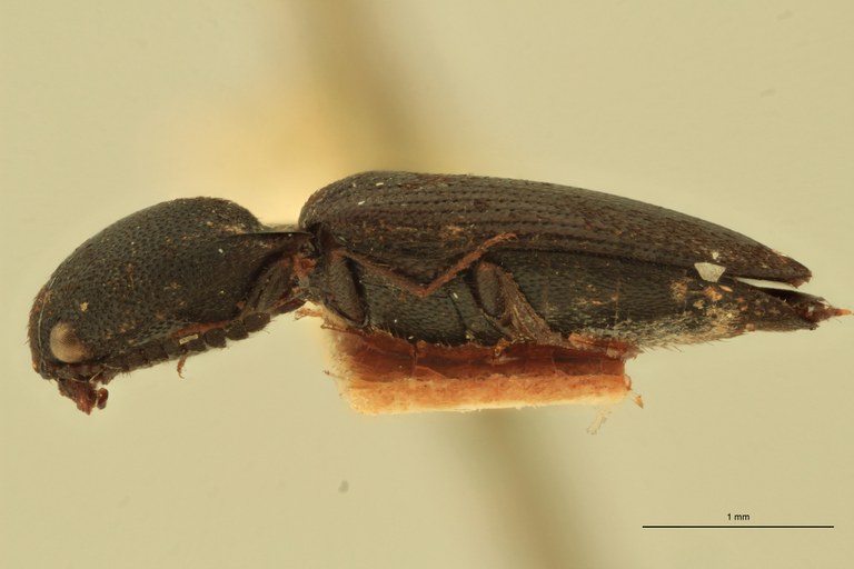 Melanoxanthus carbunculus T L.jpg Melanoxanthus carbunculus T L.jpg