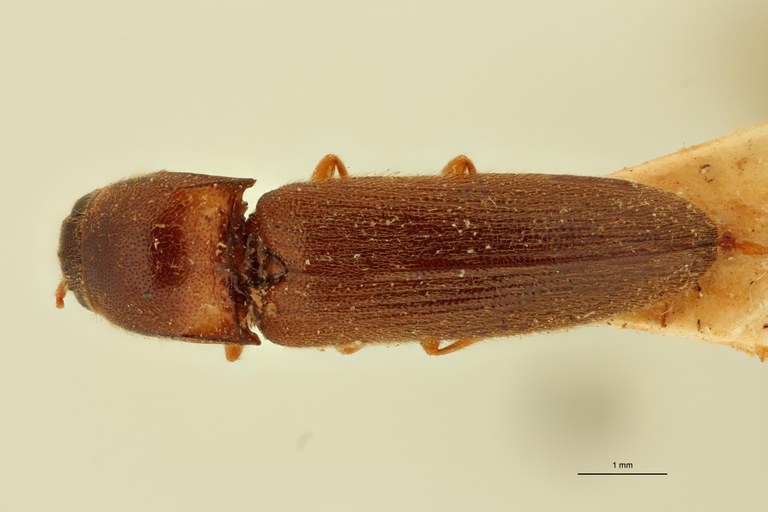 Melanoxanthus carinifrons T D.jpg Melanoxanthus carinifrons T D.jpg