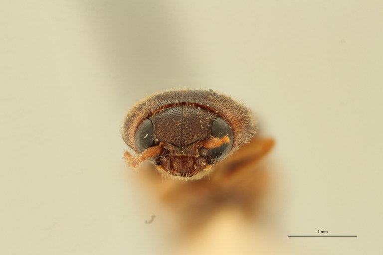 Melanoxanthus carinifrons T F.jpg Melanoxanthus carinifrons T F.jpg