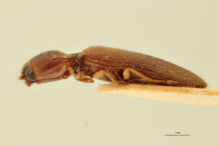 Melanoxanthus carinifrons T L.jpg Melanoxanthus carinifrons T L.jpg