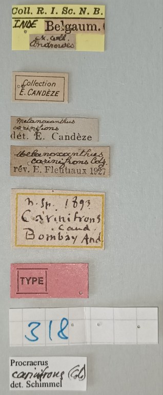 Melanoxanthus carinifrons T Labels.jpg Melanoxanthus carinifrons T Labels.jpg