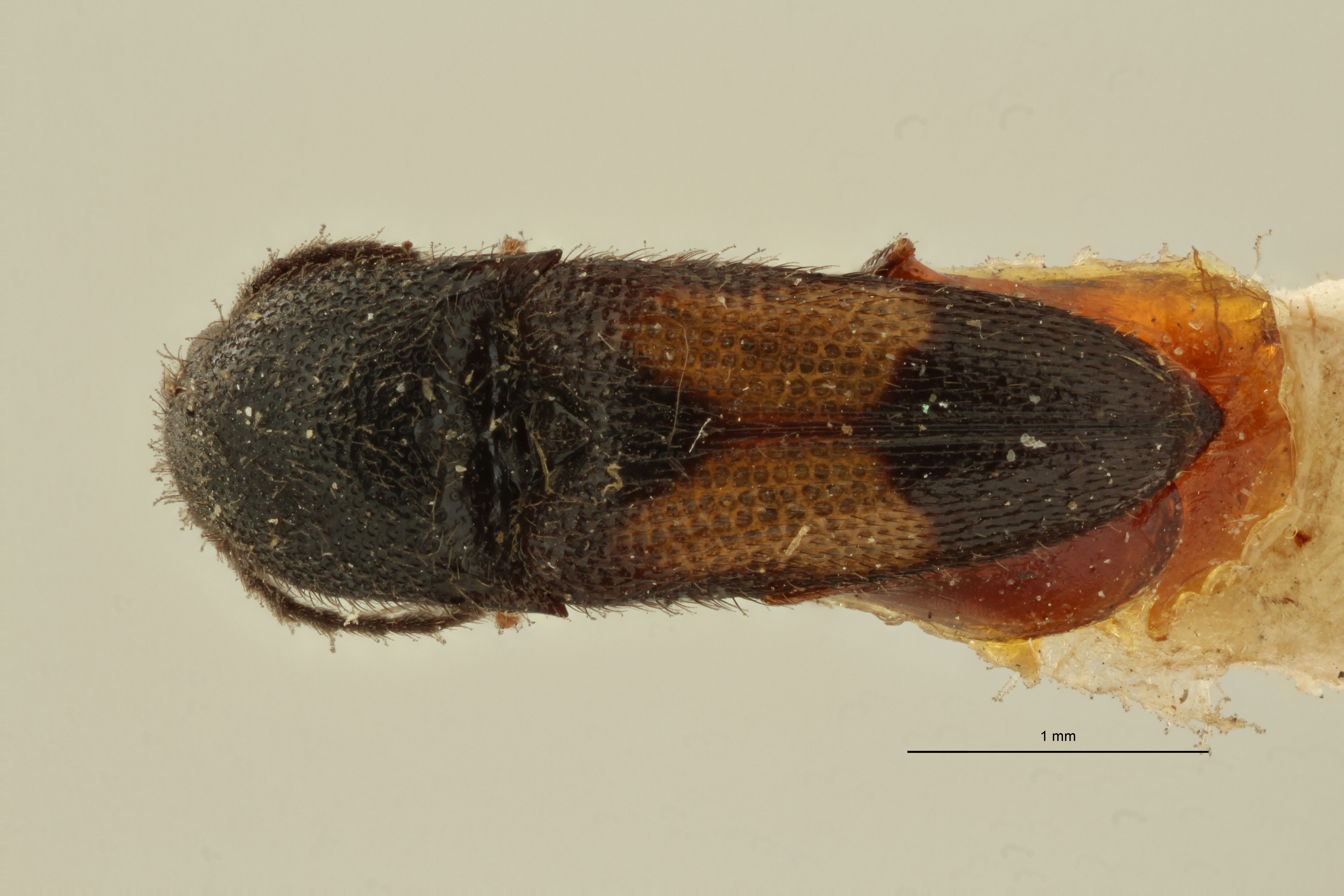 Melanoxanthus cuneiformis t D ZS PMax Scaled.jpeg