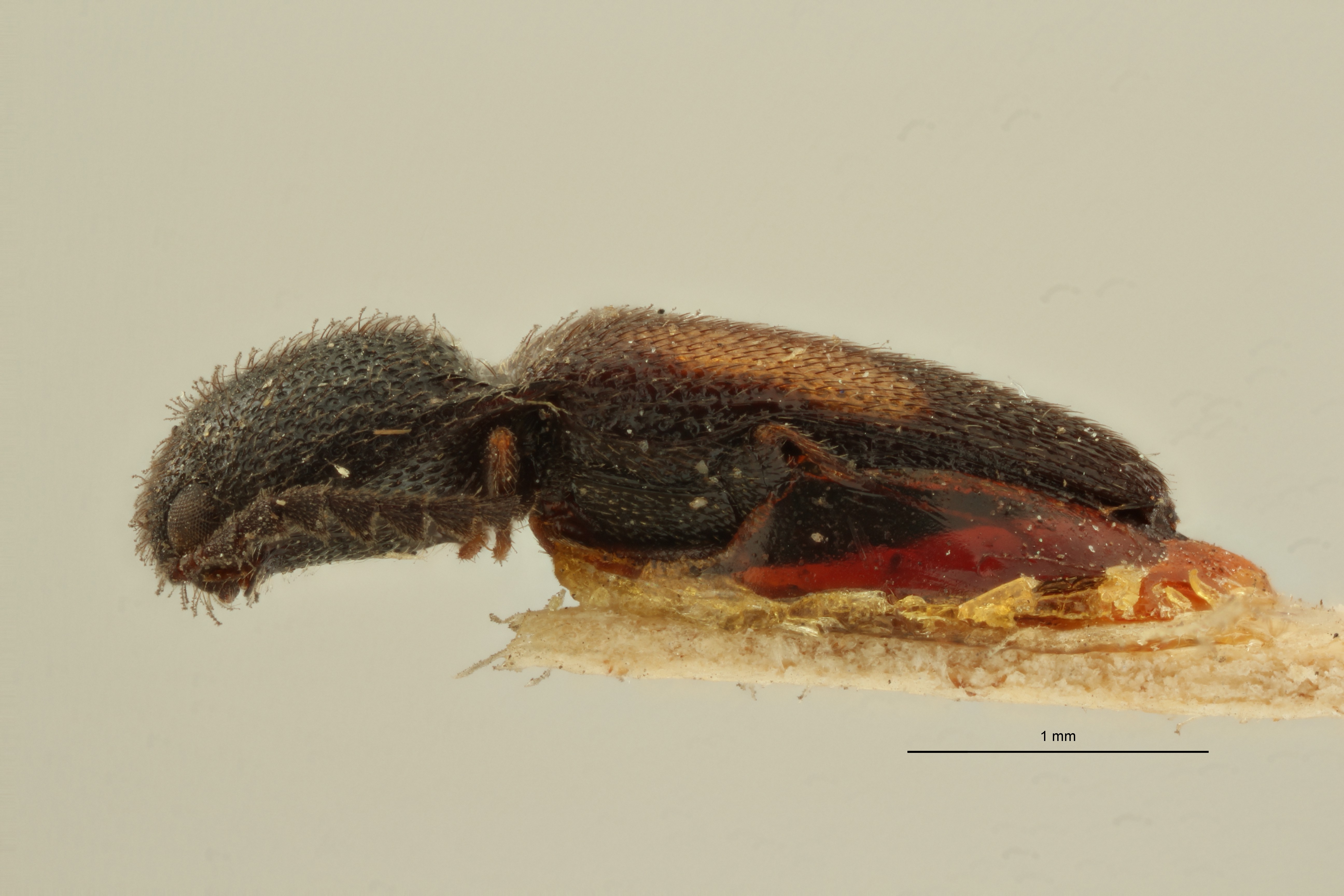 Melanoxanthus cuneiformis t L ZS PMax Scaled.jpeg
